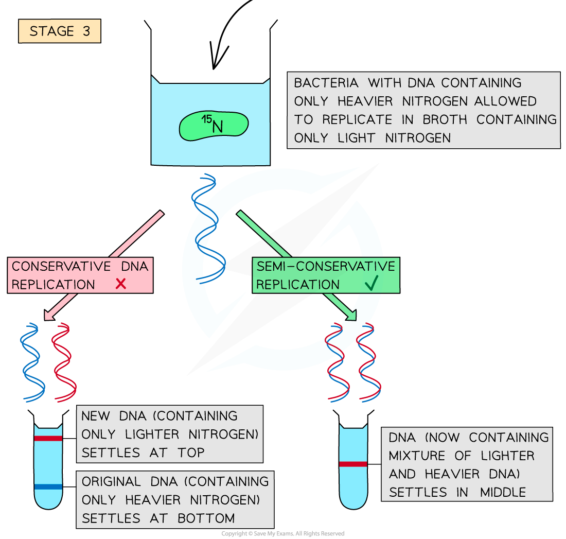 Meselson & Stahl's Experiments 2, downloadable IB Biology revision notes