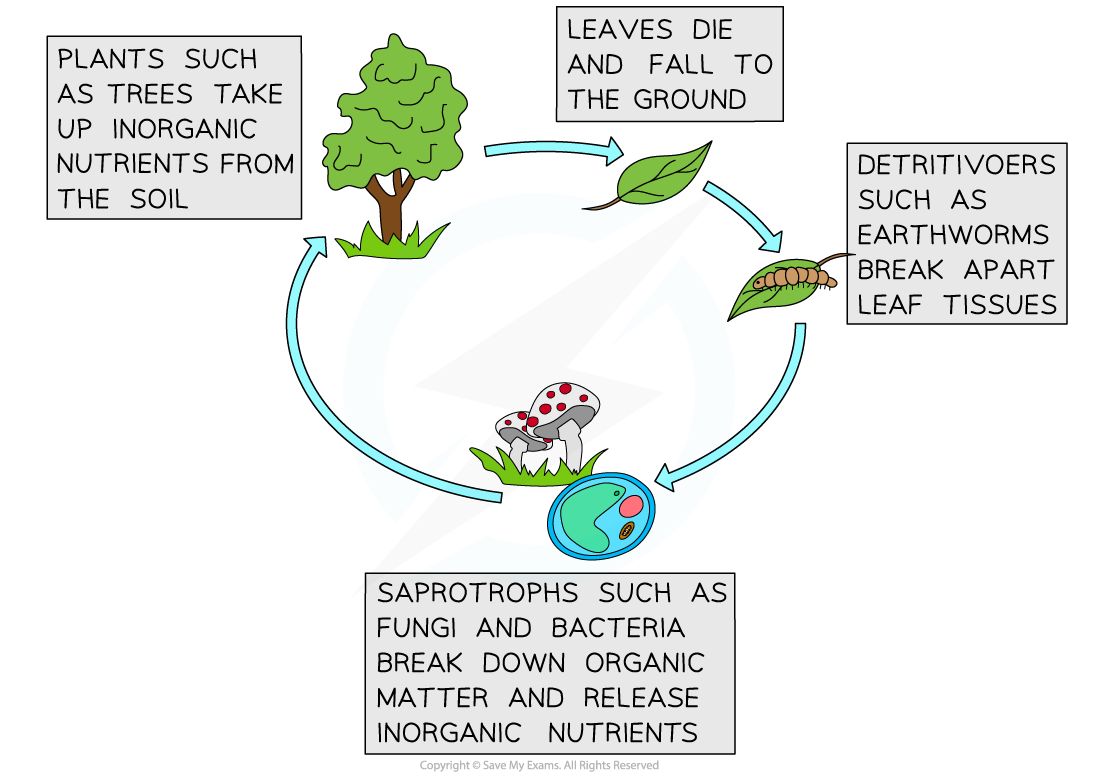 Nutrient cycling