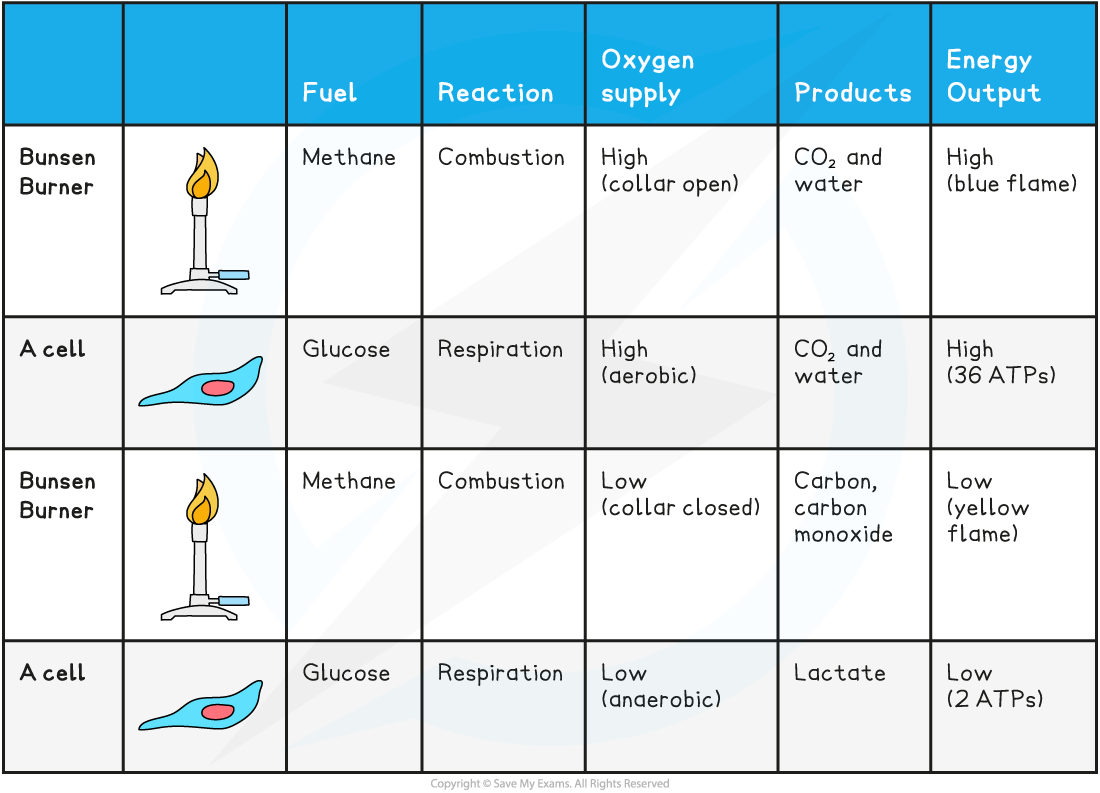 Parallels between Combustions and the Types of Respiration Table, downloadable IB Biology revision notes