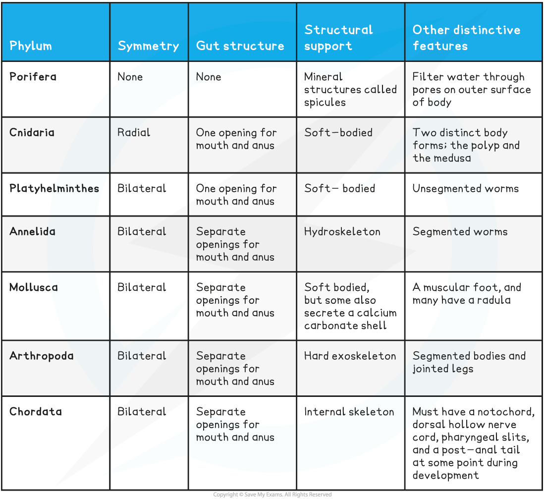 Phyla Features Table, downloadable AS & A Level Biology revision notes