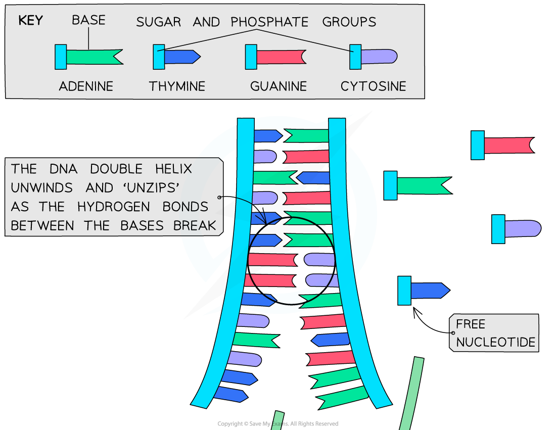 Process of Semi-Conservation Replication 1, downloadable IB Biology revision notes