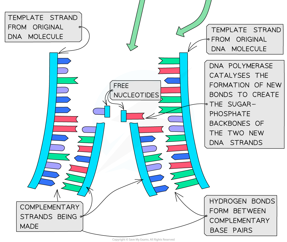 Process of Semi-Conservation Replication 2, downloadable IB Biology revision notes