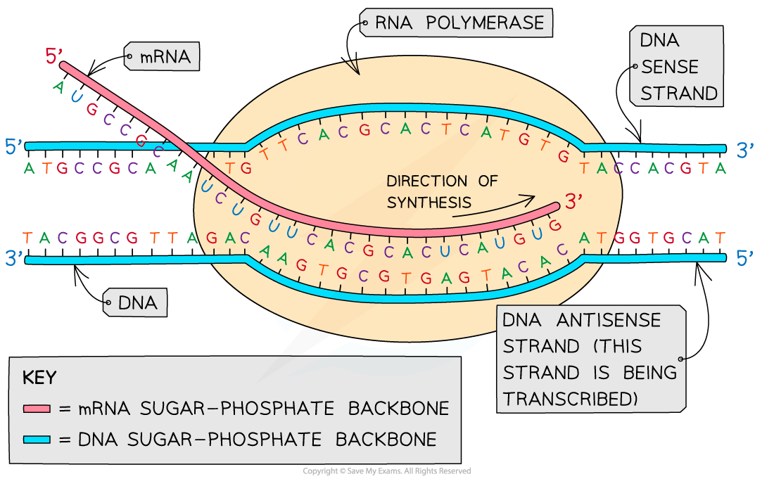 Process of Transcription, downloadable IB Biology revision notes