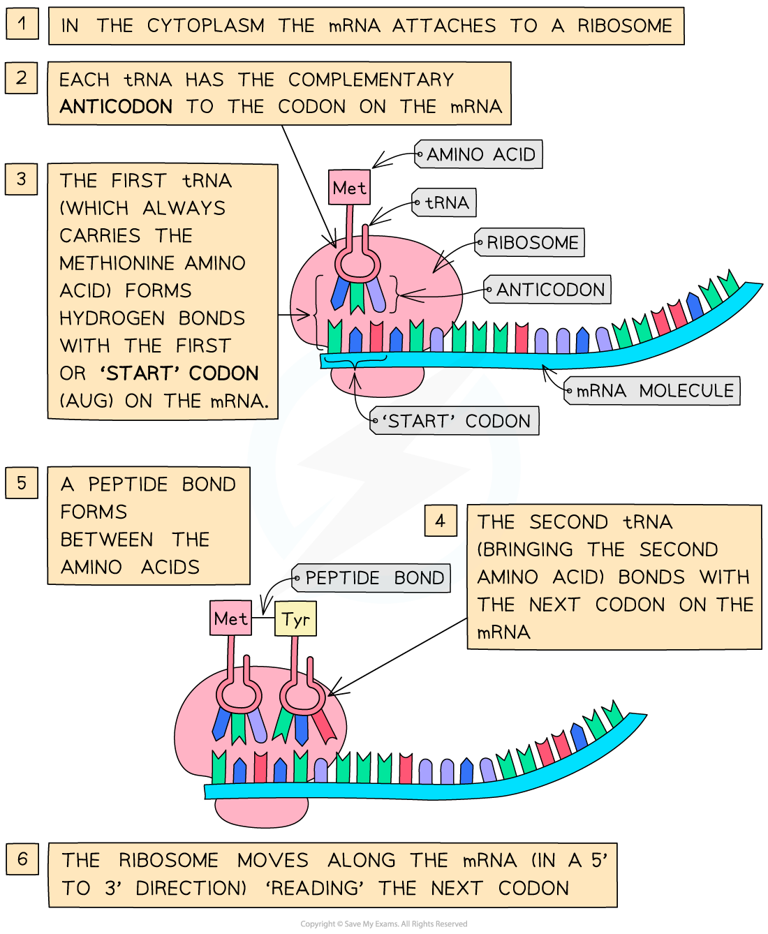 Process of Translation 1, downloadable IB Biology revision notes