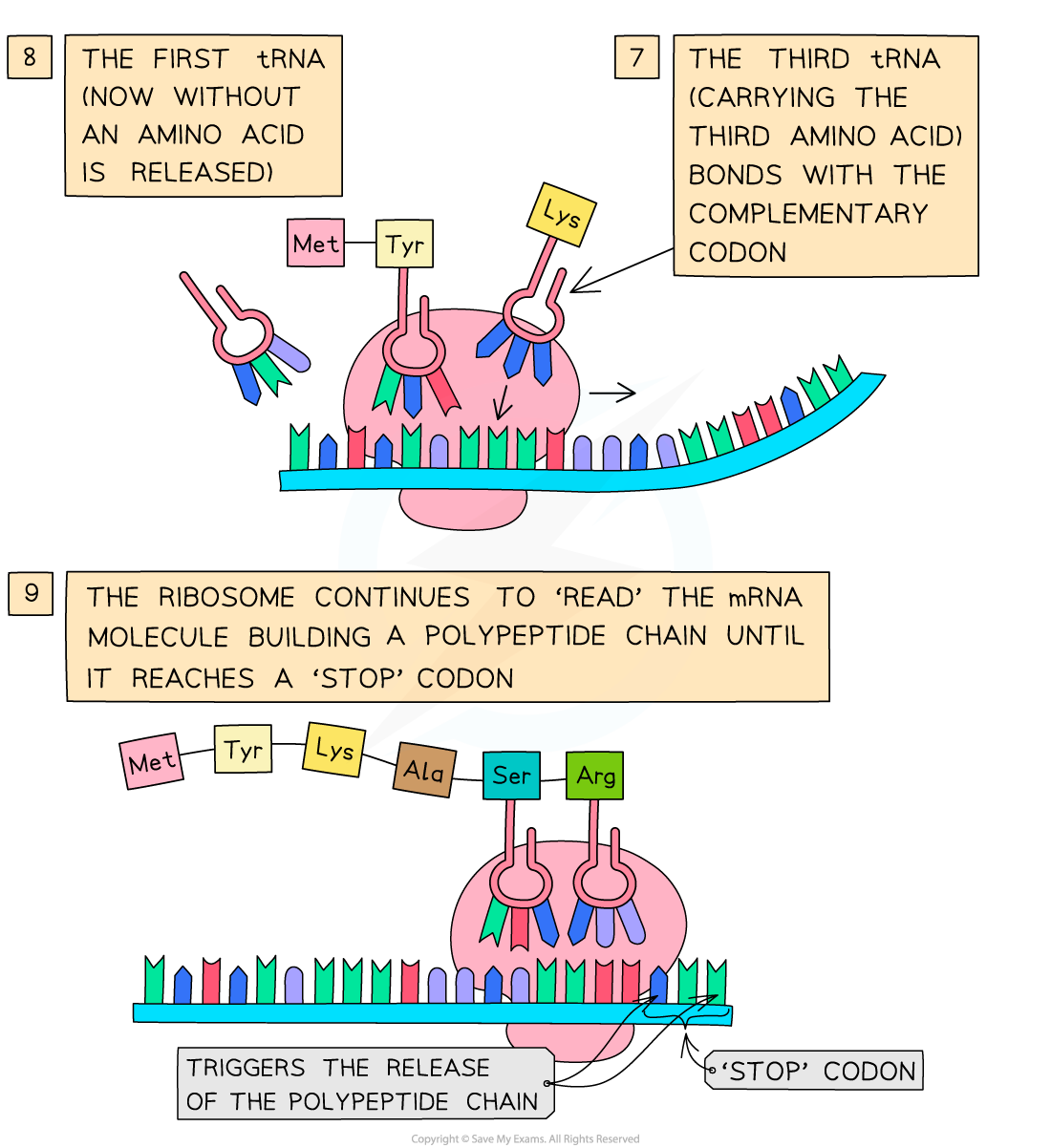 Process of Translation 2, downloadable IB Biology revision notes