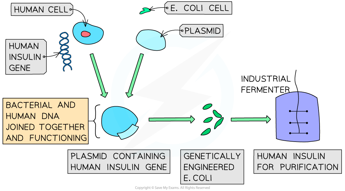 Production of Human Insulin, downloadable IB Biology revision notes