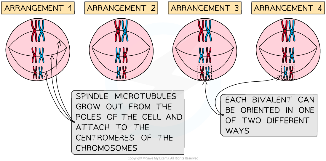 Random orientation of bivalents, downloadable IB Biology revision notes