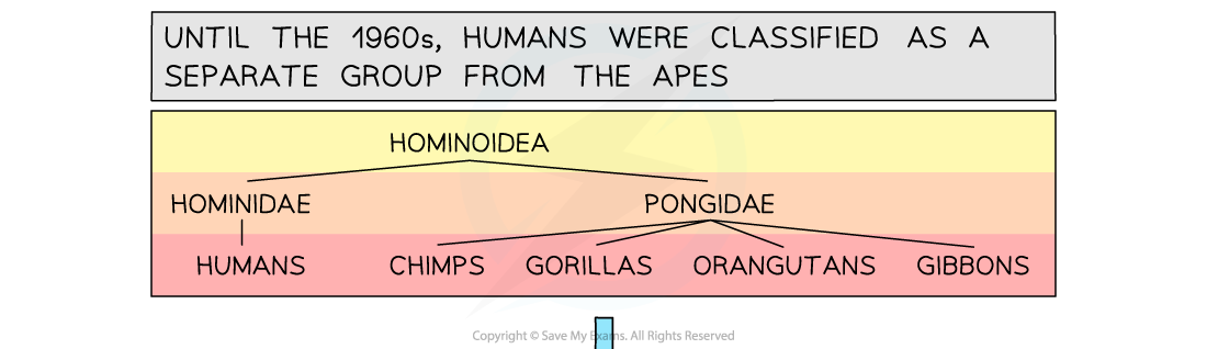 Reclassification 1, downloadable IB Biology revision notes