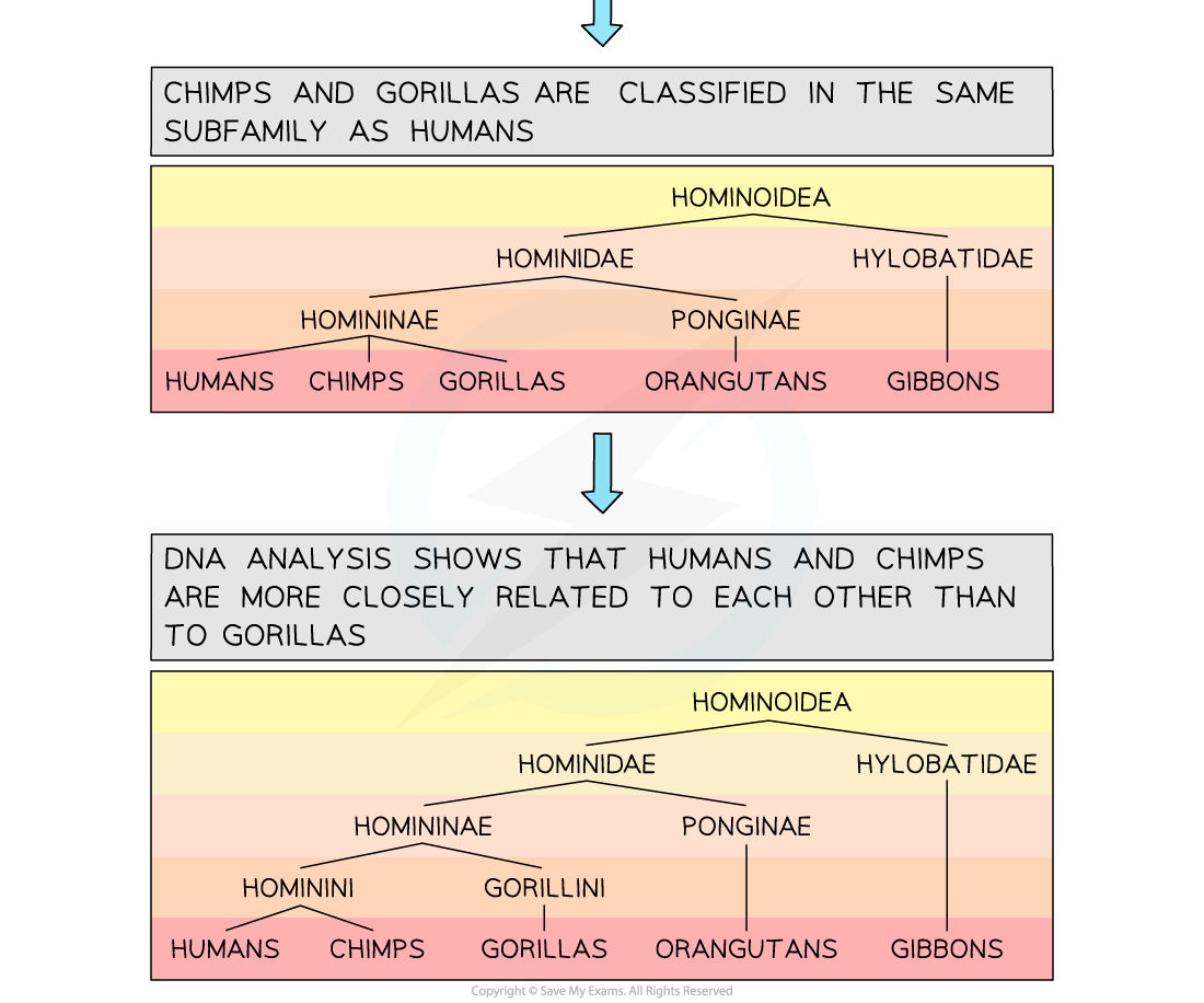 Reclassification 3, downloadable IB Biology revision notes