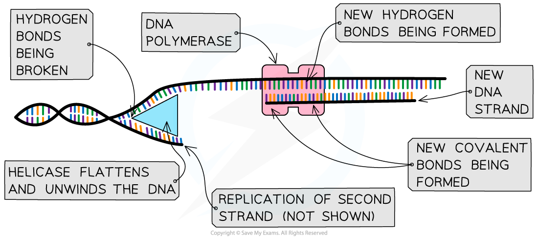 Semi-Conservation Replication, downloadable IB Biology revision notes