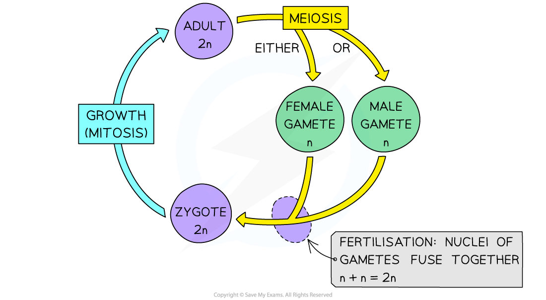 Sexual life cycle, downloadable IB Biology revision notes