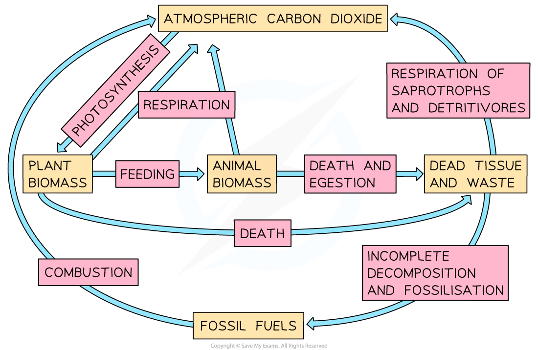 Simple Carbon Cycle, downloadable IB Biology revision notes