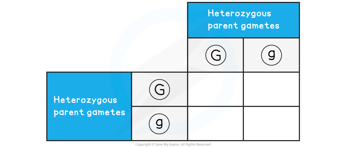 Step-5, downloadable IB Biology revision notes