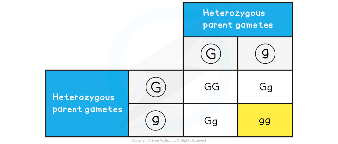 Step-6, downloadable IB Biology revision notes