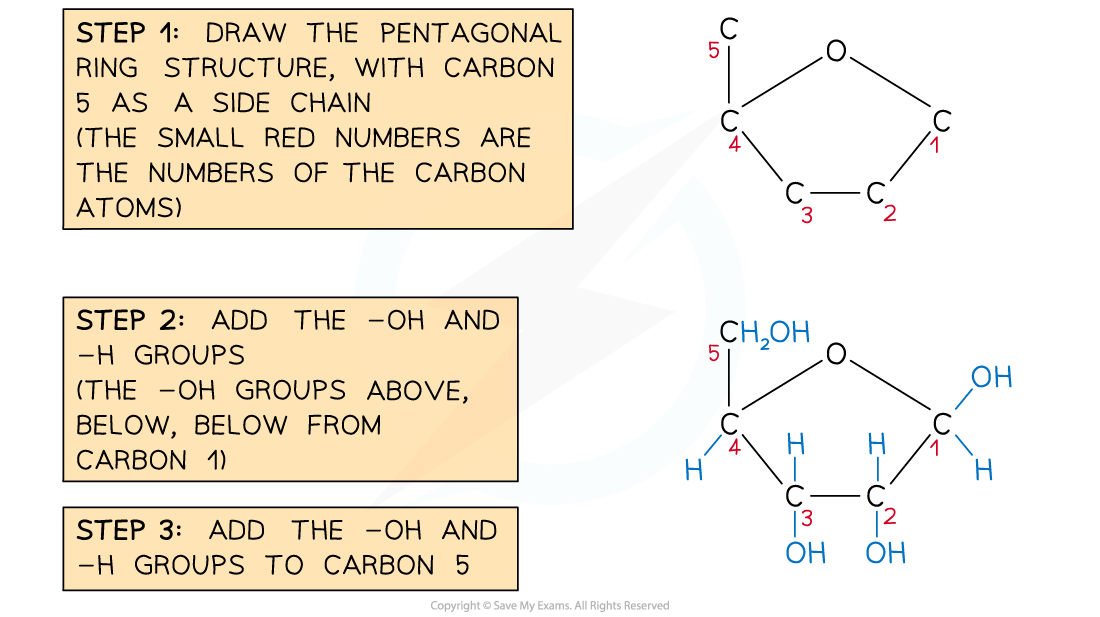 Steps in Drawing Ribose, downloadable AS & A Level Biology revision notes