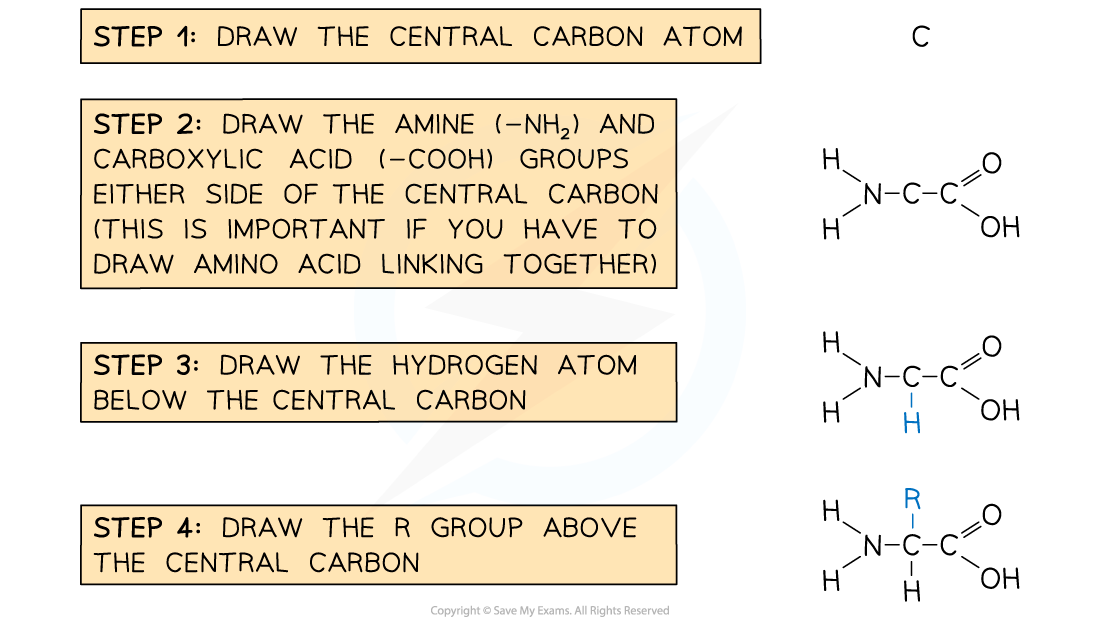 Steps in Drawing a Generalised Amino Acid, downloadable IB Biology revision notes