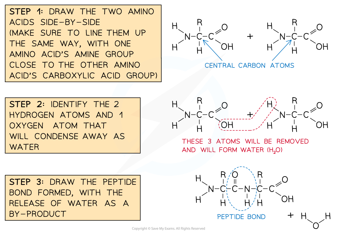 Steps in Drawing a Peptide Bond Formation, downloadable IB Biology revision notes