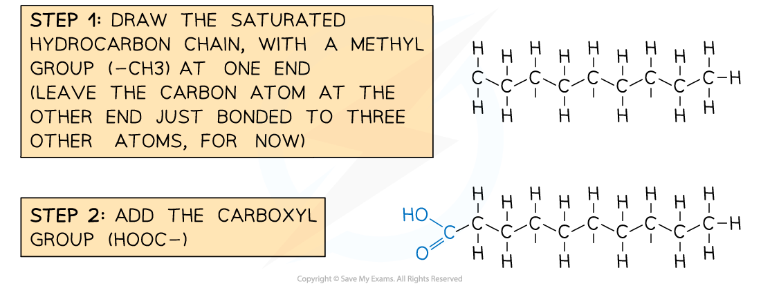 Steps in Drawing a Saturated Fatty Acid, downloadable IB Biology revision notes