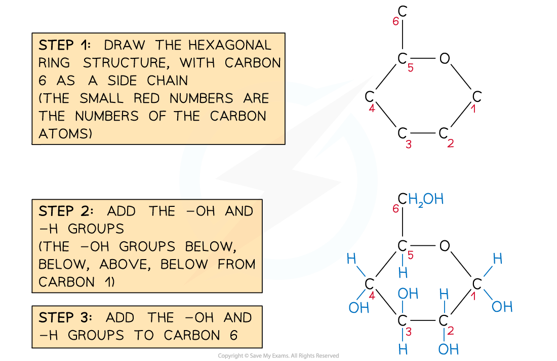 Steps in Drawing α-D-glucose, downloadable AS & A Level Biology revision notes