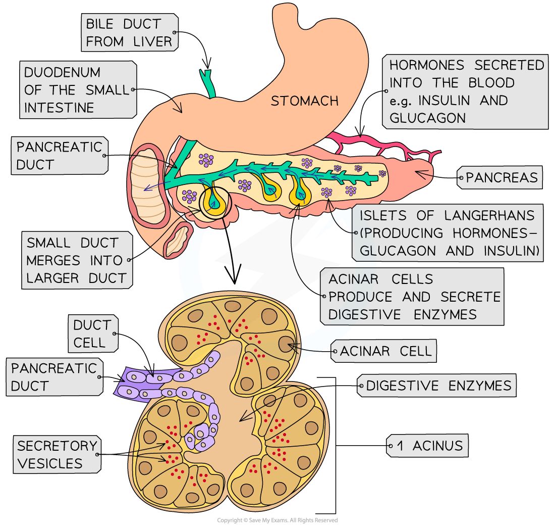 Structure of the Pancreas, downloadable IB Biology revision notes