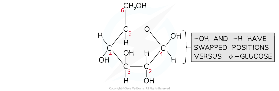 Structure of β-D-glucose, downloadable AS & A Level Biology revision notes