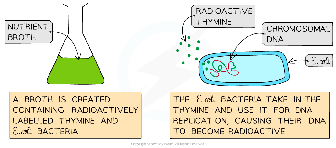 The Cairns' technique of using autoradiography to view DNA 1, downloadable IB Biology revision notes