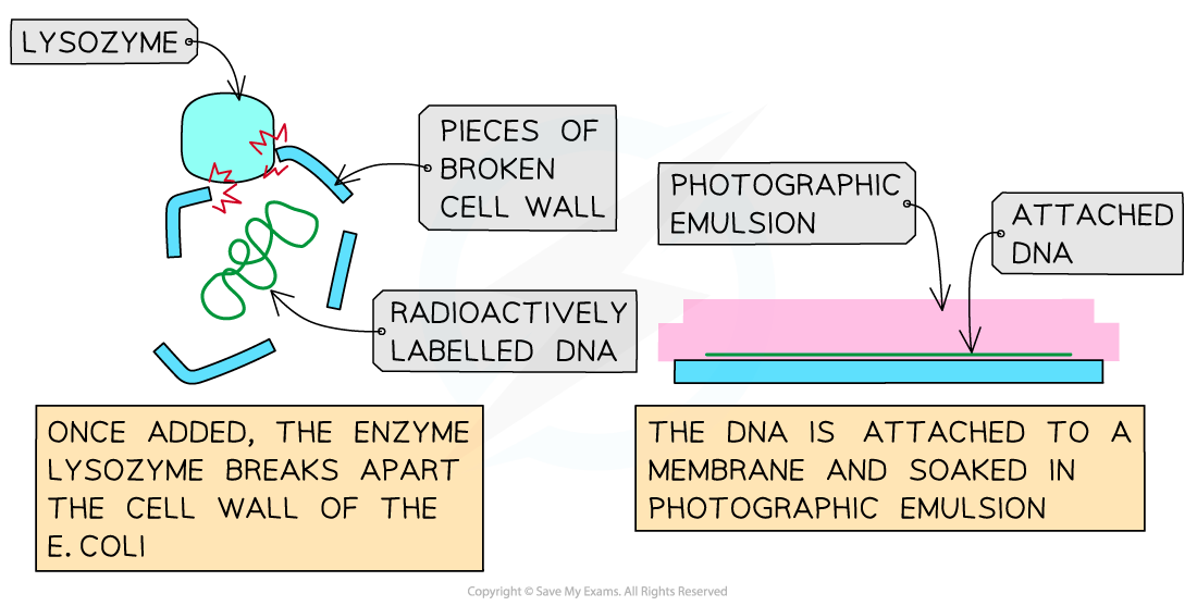 The Cairns' technique of using autoradiography to view DNA 2, downloadable IB Biology revision notes