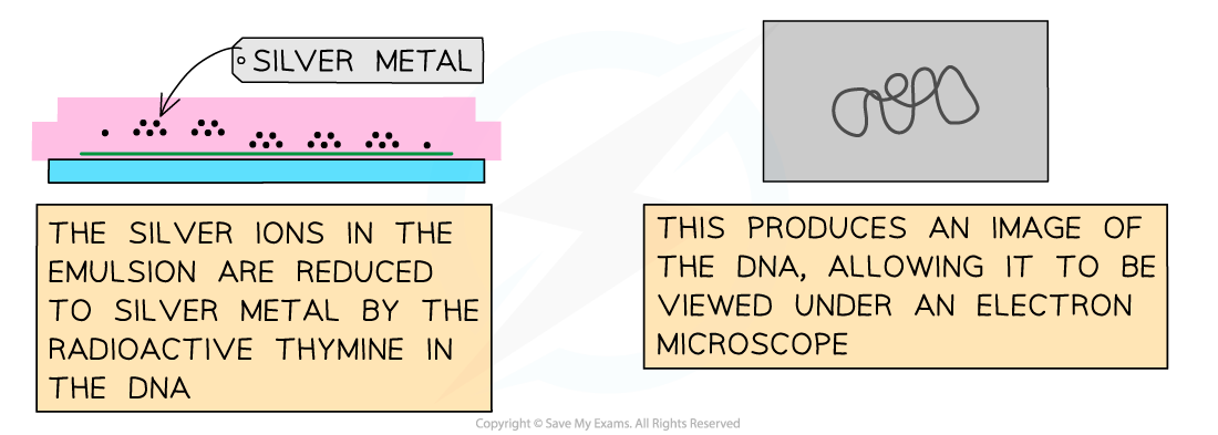 The Cairns' technique of using autoradiography to view DNA 3, downloadable IB Biology revision notes