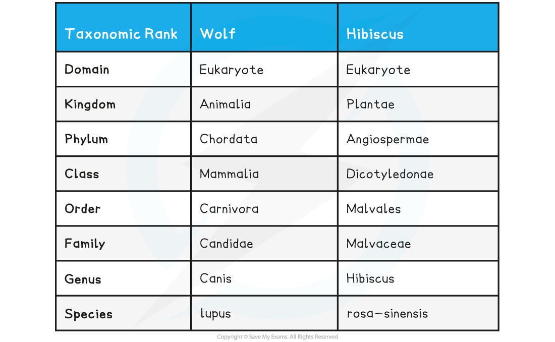 The Classification of the Wolf and the Hibiscus Plant Table, downloadable IB Biology revision notes