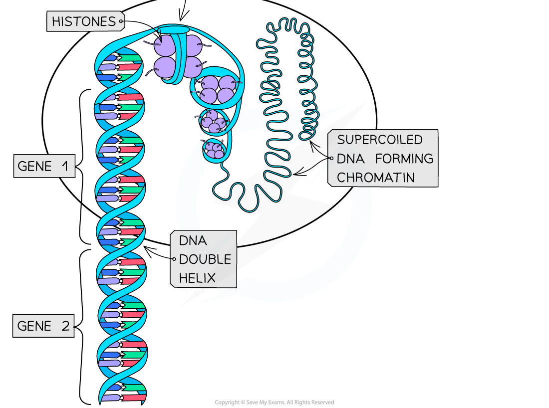 The structure of a chromosome at different stages of mitosis 2, downloadable IB Biology revision notes