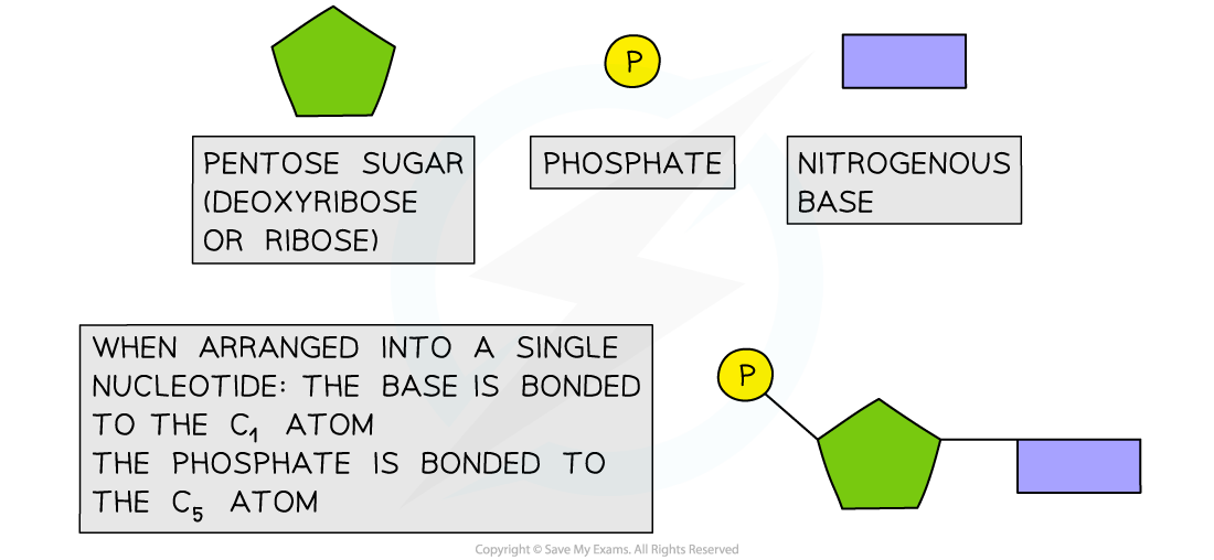 Using Shapes to Represent Nucleotides, downloadable IB Biology revision notes