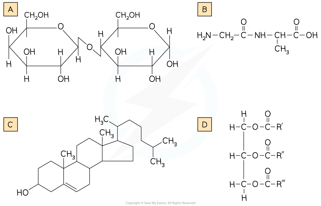 WE, downloadable IB Biology revision notes