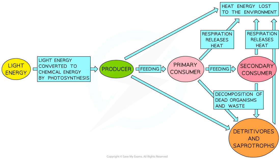 Wasted Energy - Heat, downloadable IB Biology revision notes