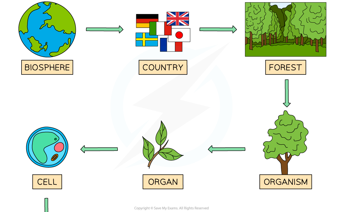 Zooming In On The Biosphere 1, downloadable AS & A Level Biology revision notes