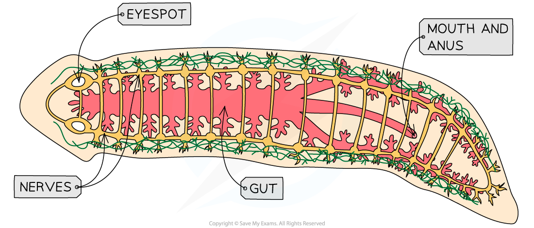 Flatworm, downloadable AS & A Level Biology revision notes