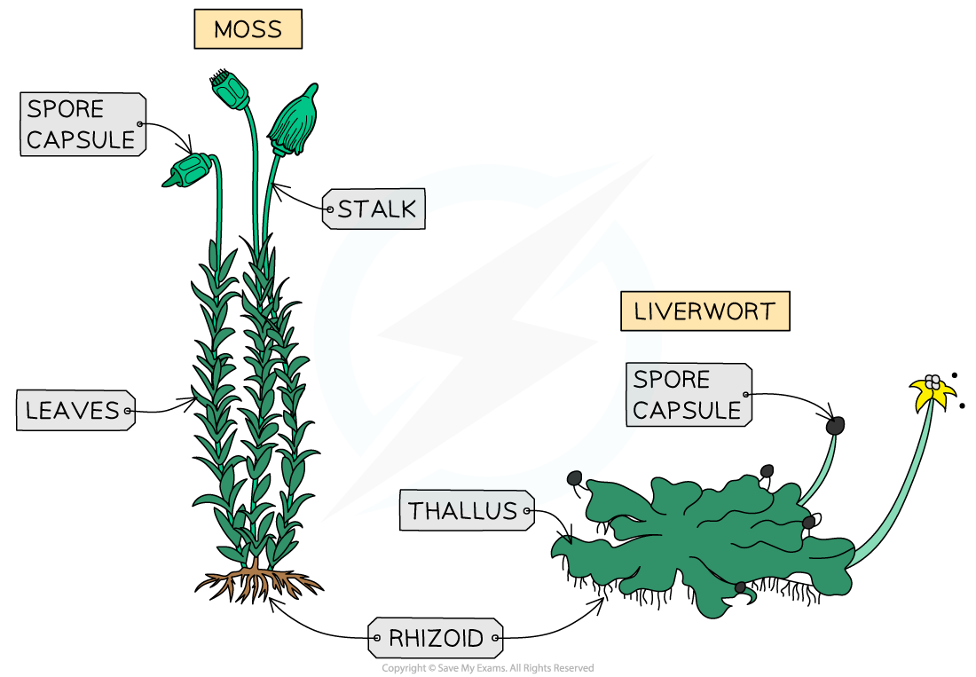 5.2.3 Plant Phyla Features, downloadable IB Biology revision notes