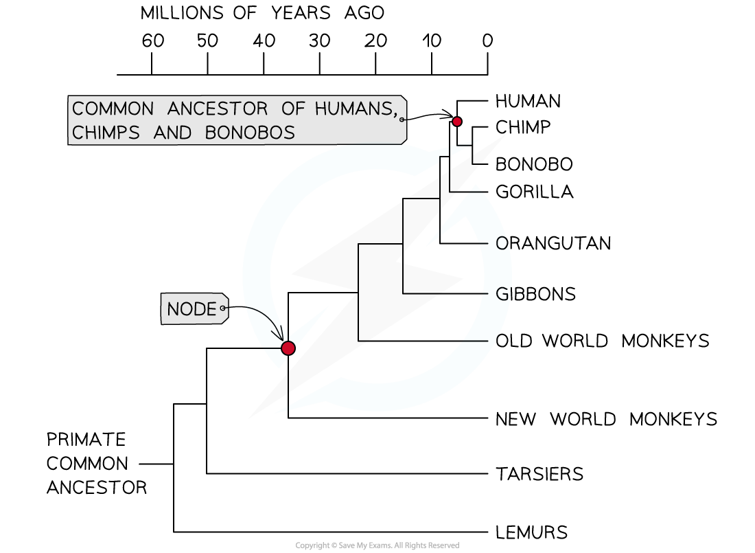 5.2.5 Cladograms, downloadable IB Biology revision notes