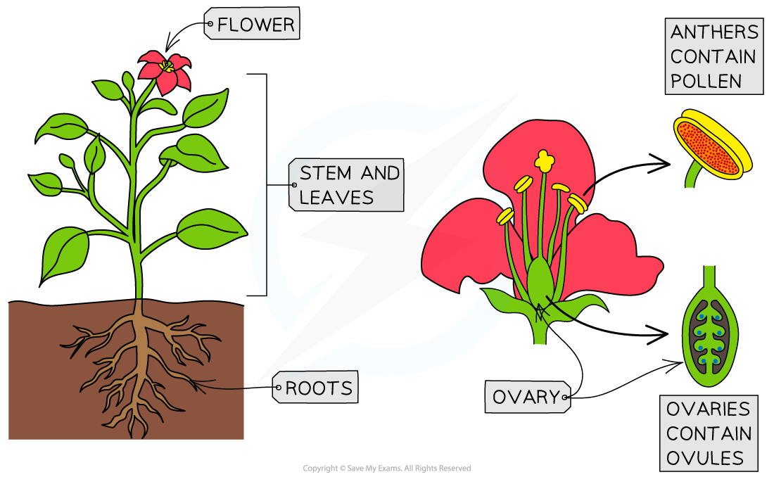 Angiospermophytes, downloadable IB Biology revision notes