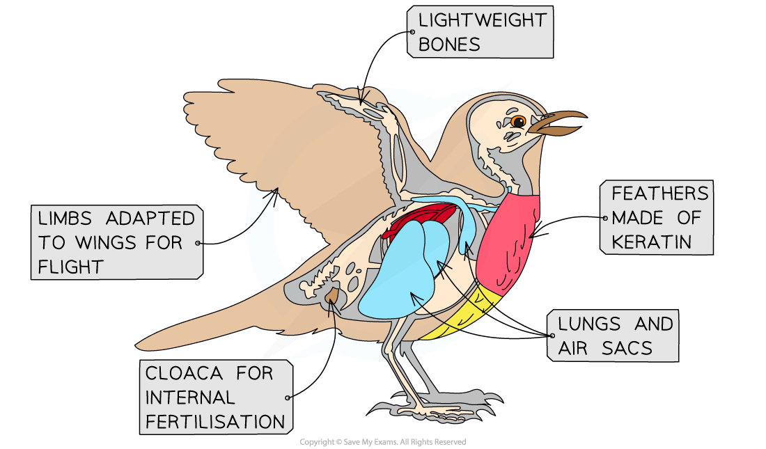 Birds, downloadable IB Biology revision notes