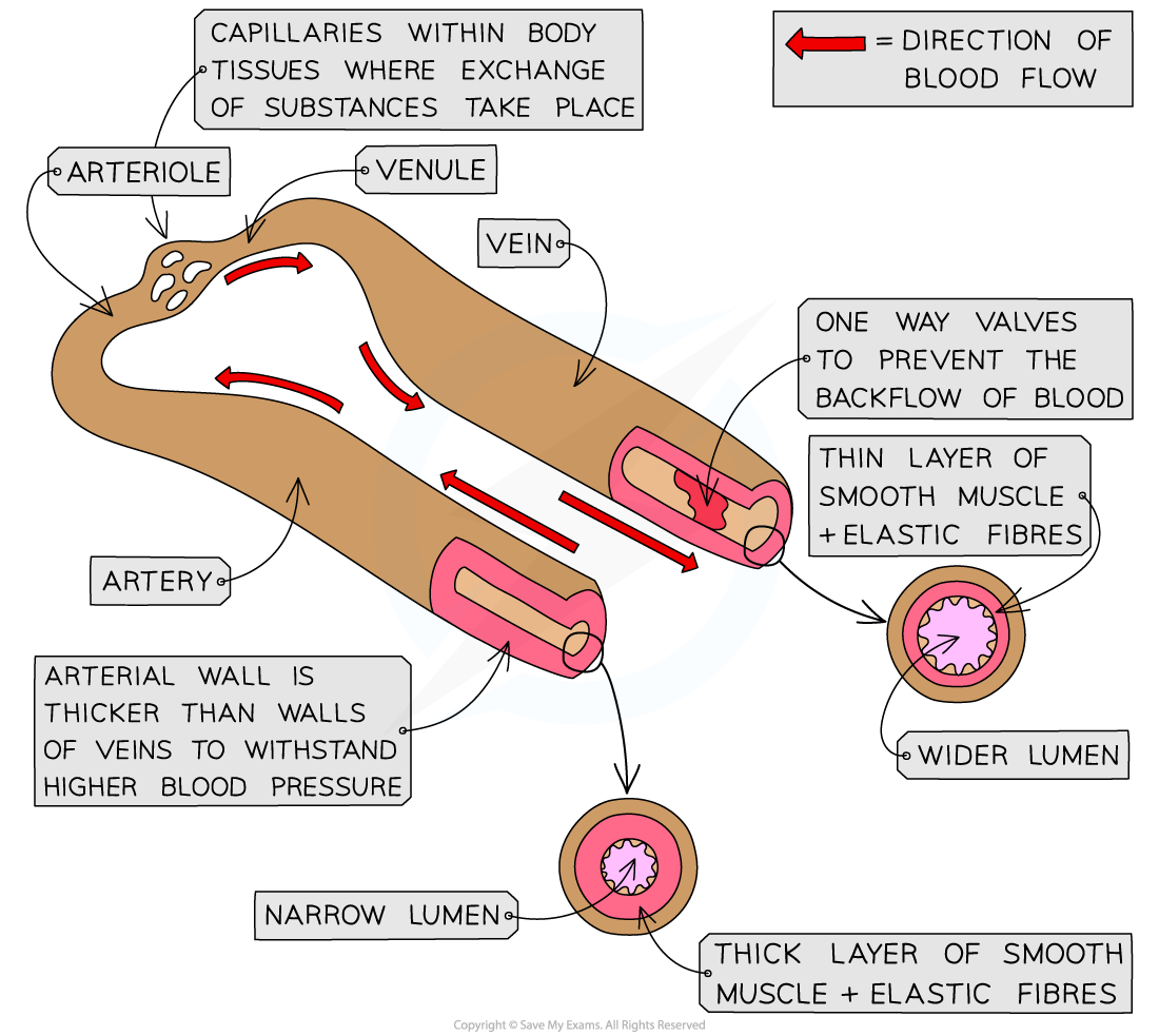 Blood vessels of the circulatory system_1, downloadable IB Biology revision notes