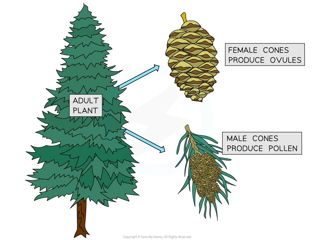 Coniferophytes reproduce via pollen and ovules, downloadable IB Biology revision notes