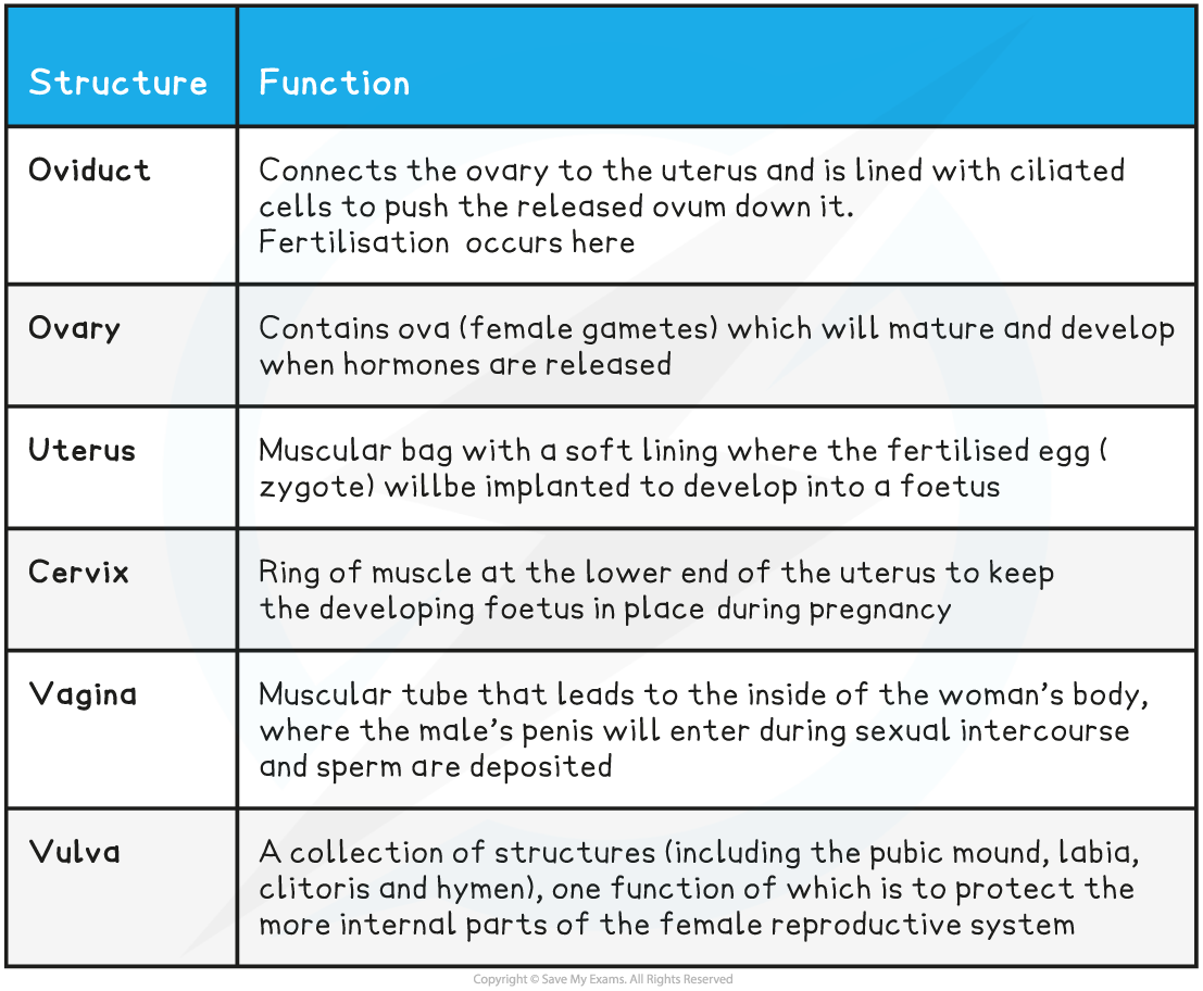 Female Reproductive System Table, downloadable IB Biology revision notes