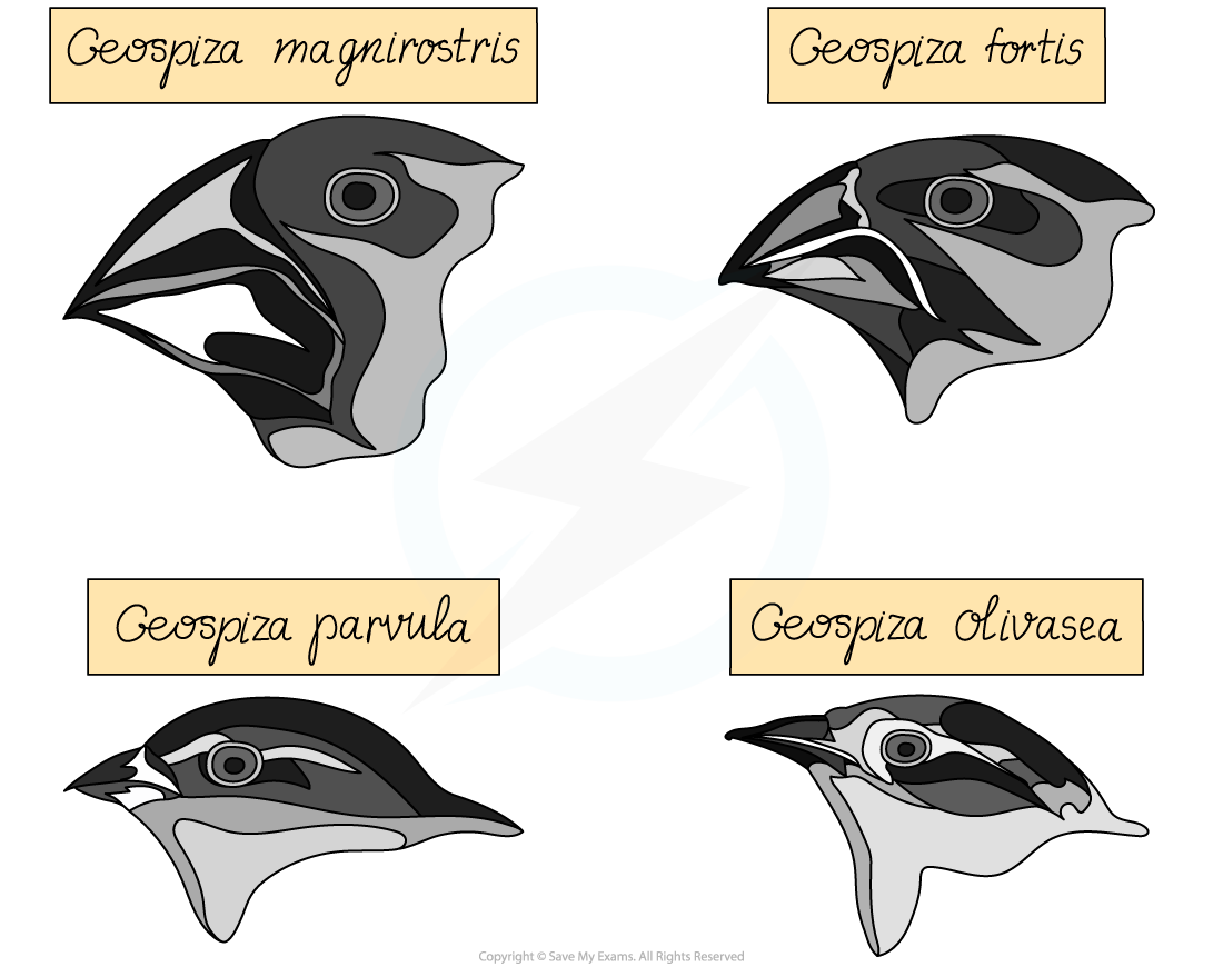 Galapagos finches, downloadable IB Biology revision notes