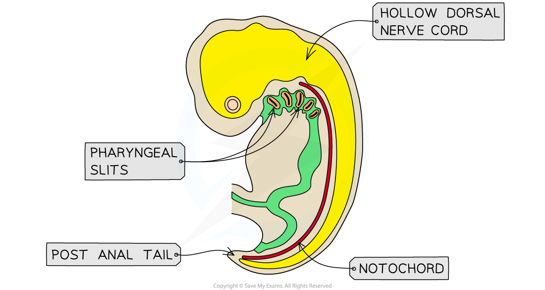 Human embryos, downloadable IB Biology revision notes