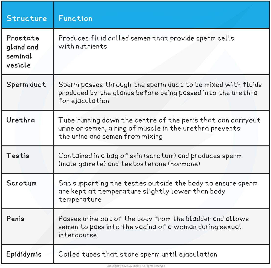 Male Reproductive System Table, downloadable IB Biology revision notes