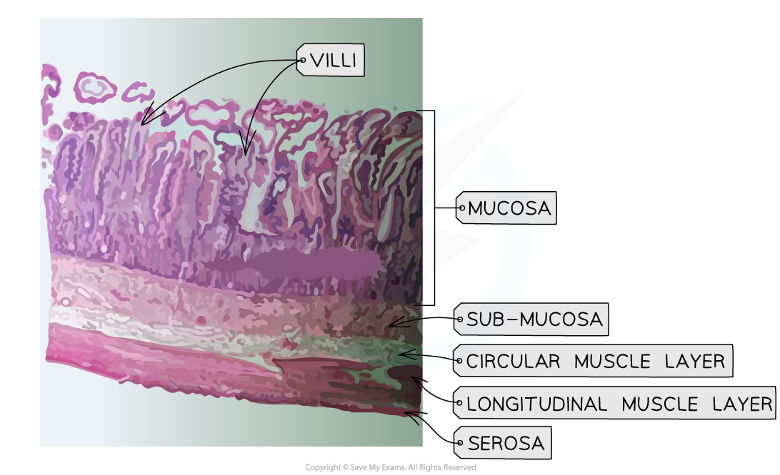 Micrograph images of the small intestine 1, downloadable IB Biology revision notes