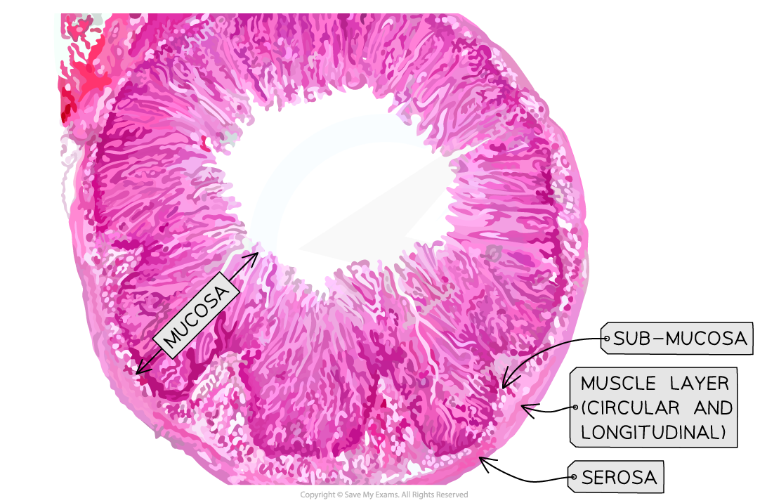 Micrograph images of the small intestine 2, downloadable IB Biology revision notes