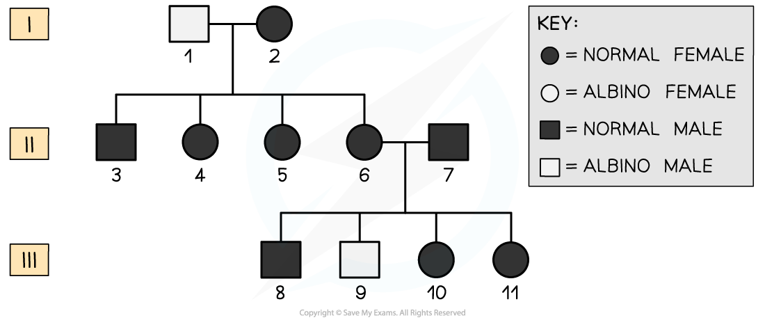 Pedigree chart of albinism, downloadable IB Biology revision notes
