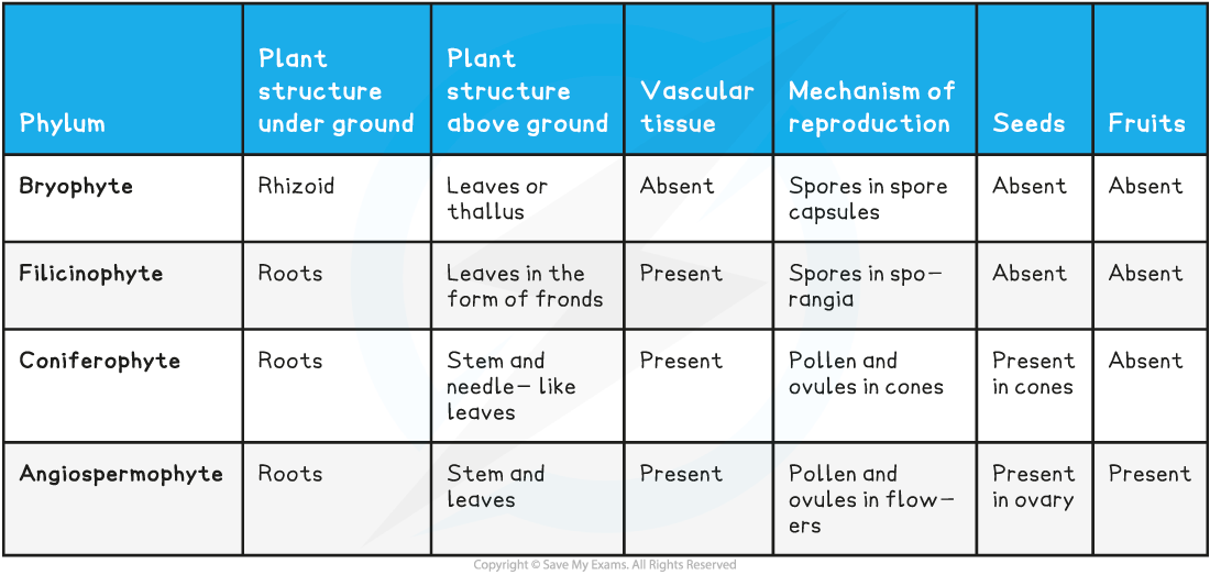 Plant Phyla Features Table, downloadable IB Biology revision notes