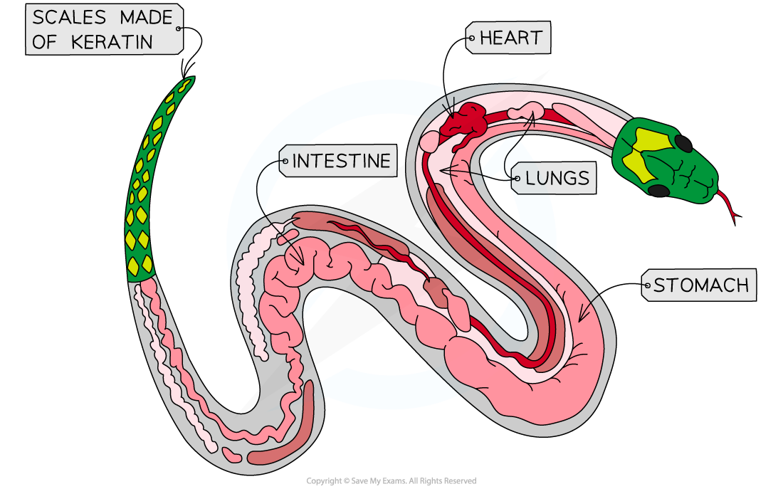 Reptiles, downloadable IB Biology revision notes